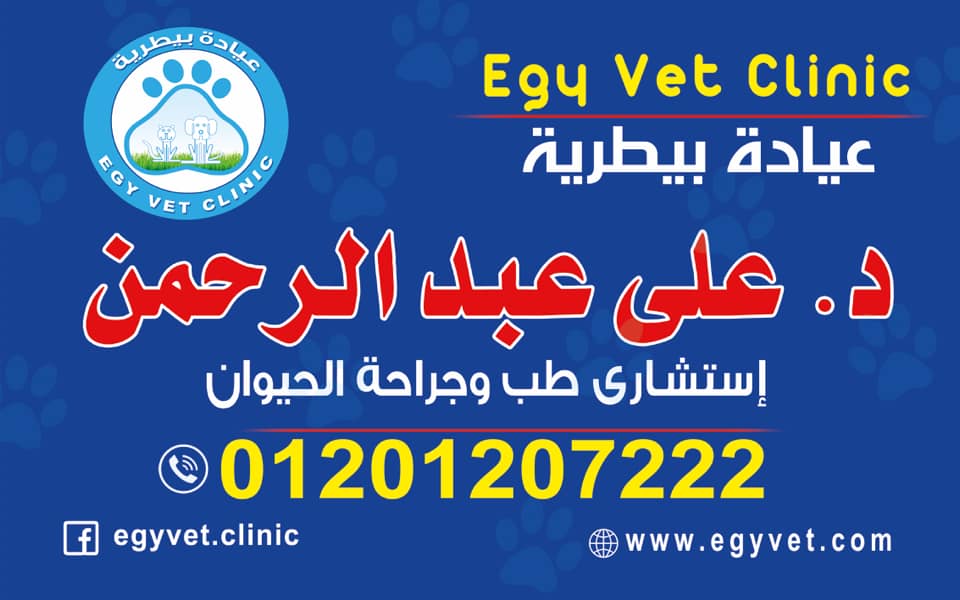ببغاء الزنجبارى الكاسكو الافريقى